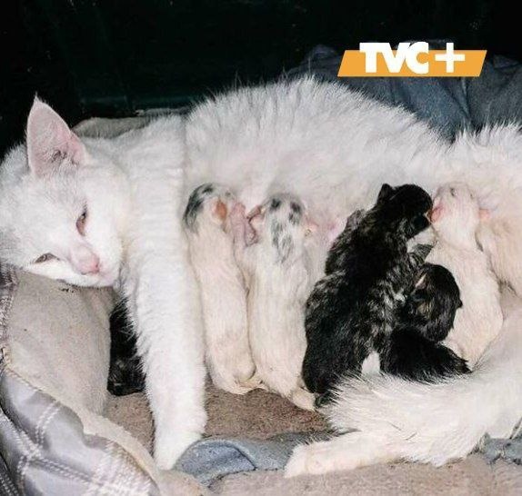 Голубка с котятами.