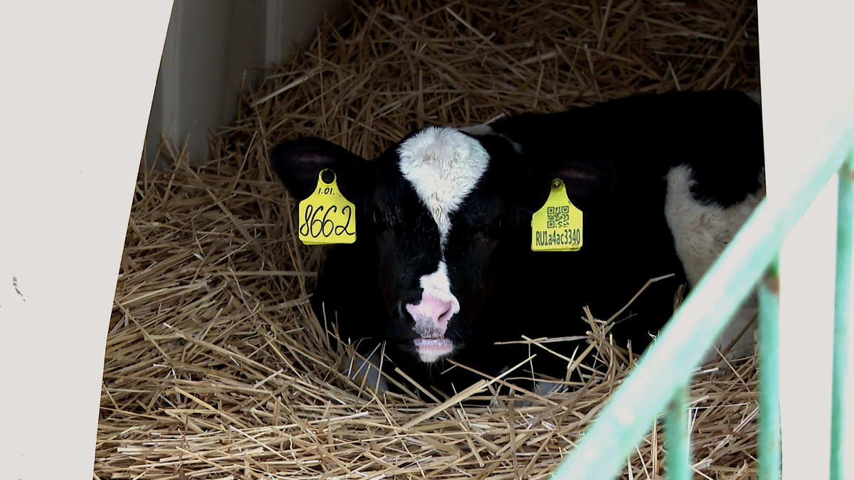    Фото: ТРК Таврия