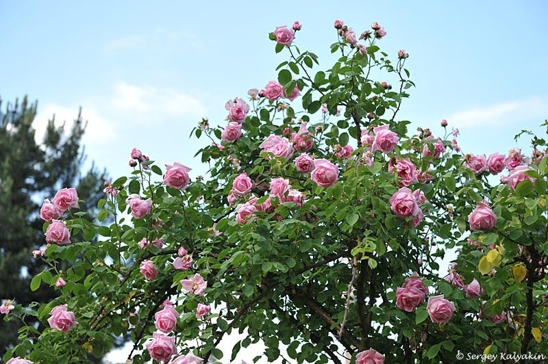 Роза 'Madame Caroline Testout' в плетистом варианте