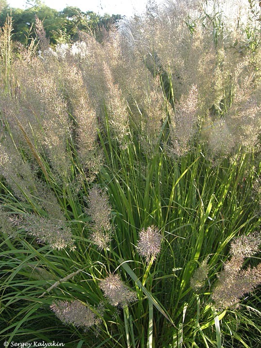 Вейник коротковолосистый