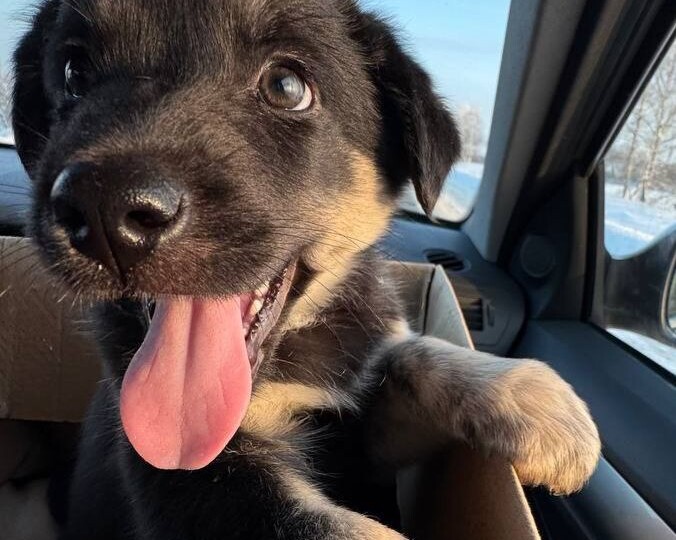 Двухмесячный щенок мальчик ищет дом! Москва, МО