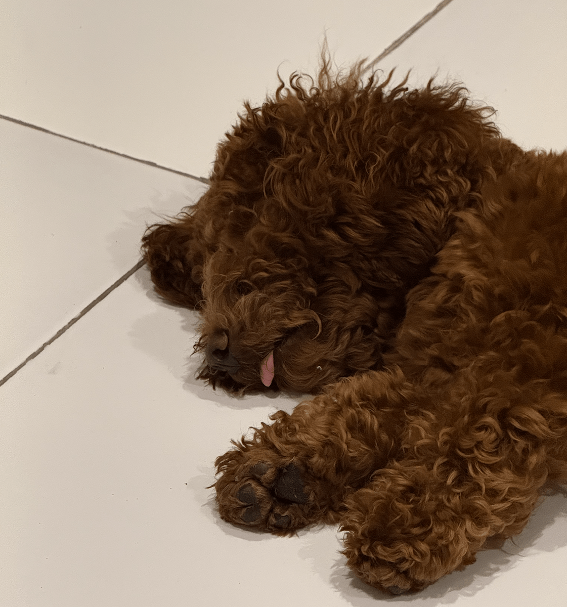 Моя собака на этом фото отлично отражает ситуацию с нашим маркетингом в 2025 :)