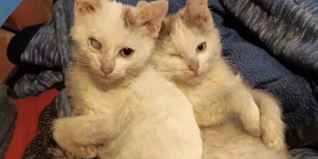 Волонтёры спасли котят, выброшенных на лёд реки в Тверской области