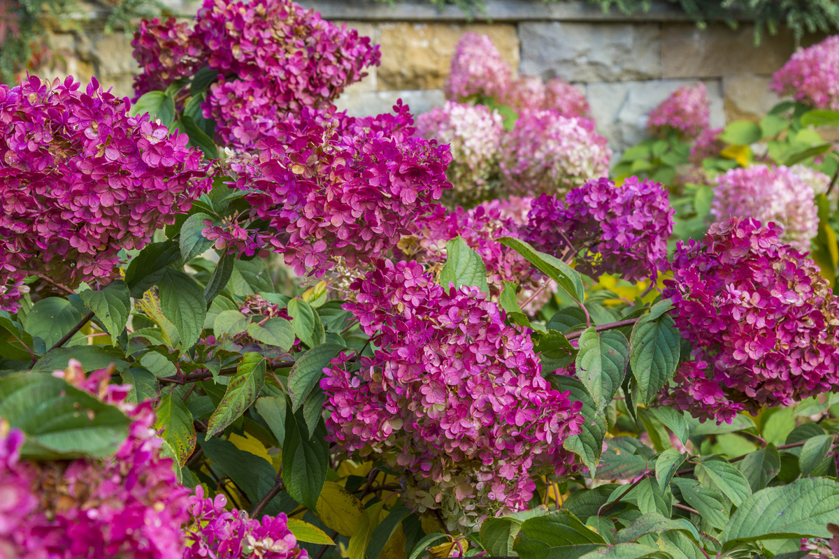    Будто драгоценные рубины в саду