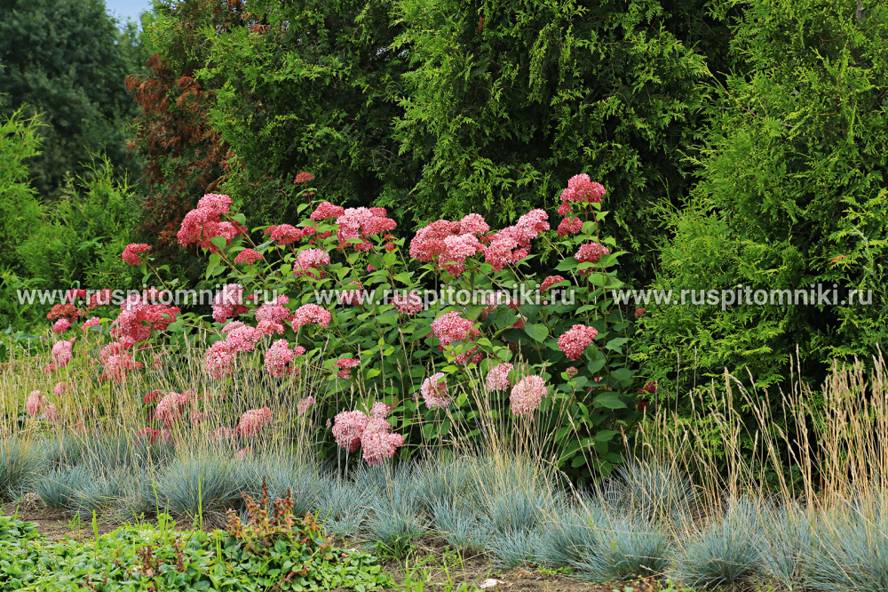    Гортензия древовидная 'Pink Annabelle' ('Invincibelle Spirit'). Фото: © ruspitomniki.ru