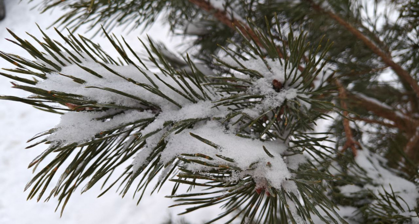    Первый городской канал Калининград