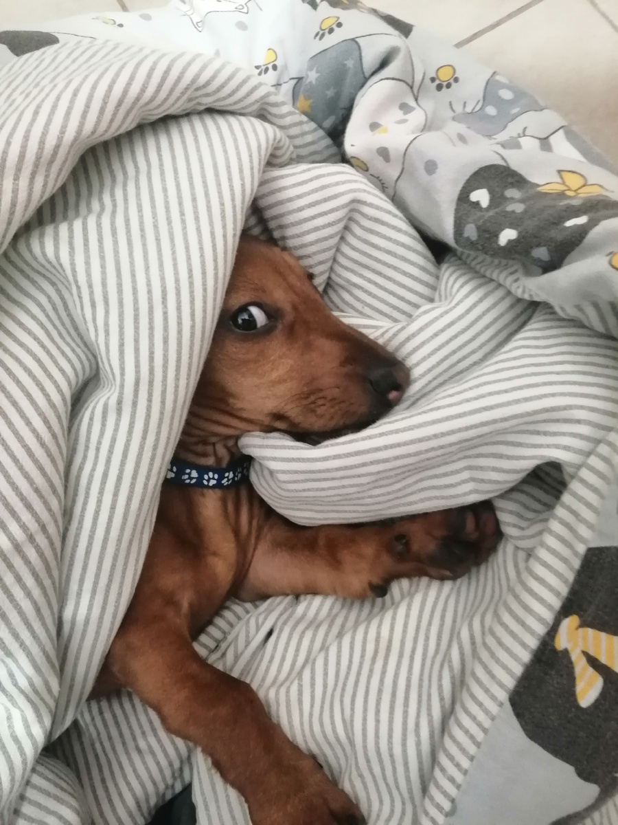 Косит глазом, молясь чтоб не выгнали из уютной постельки