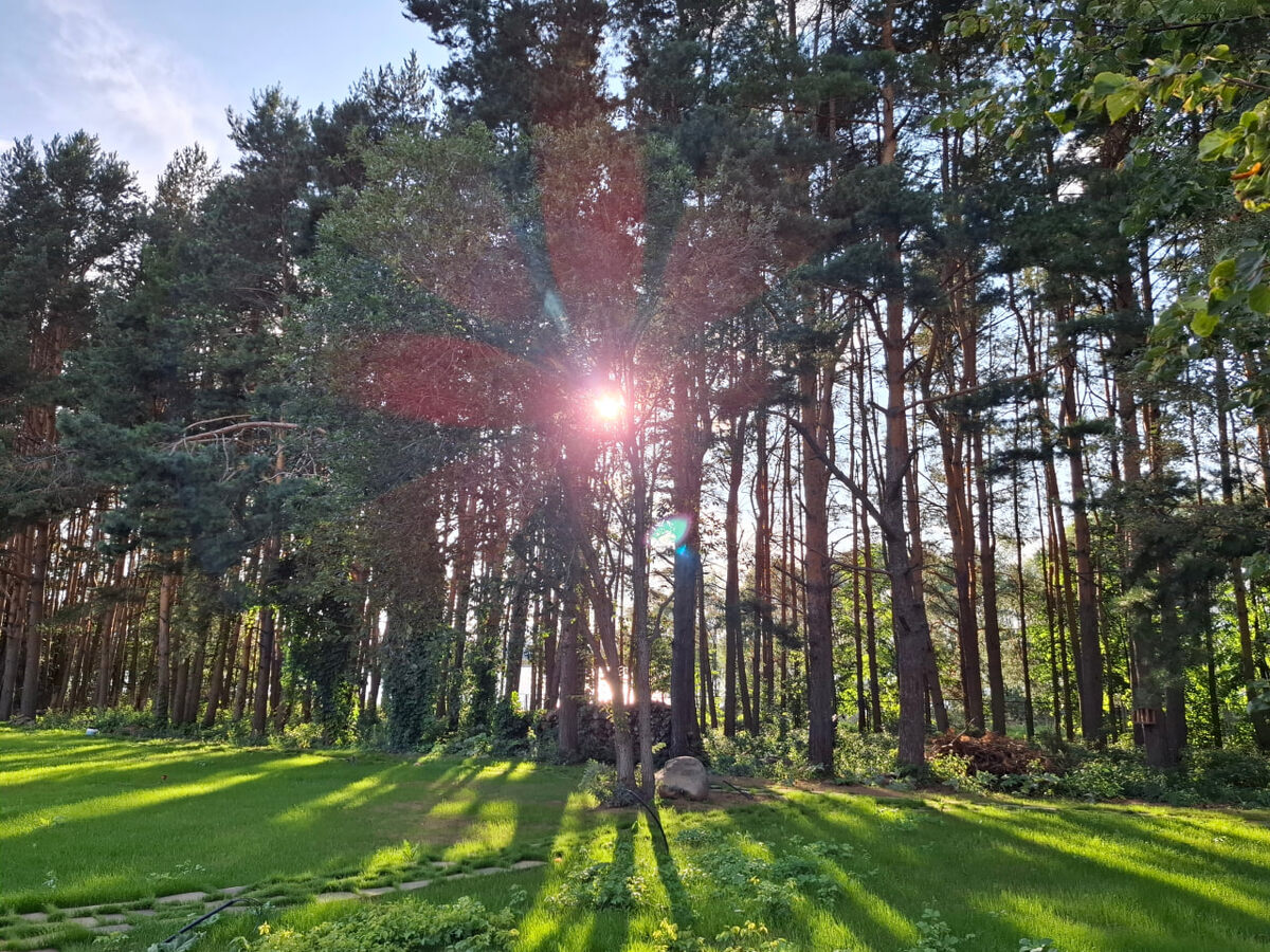 Сосны и вода на Можайском водохранилище в Горетово Парк