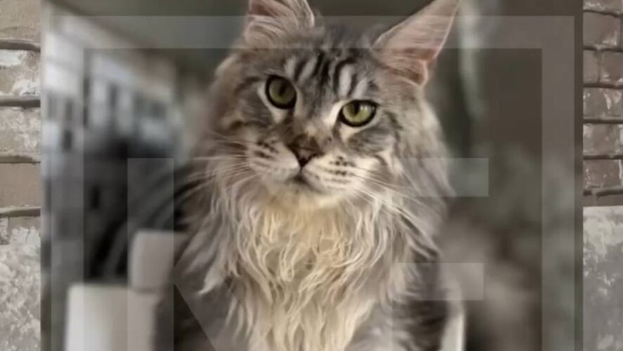    Фото: скриншот видео