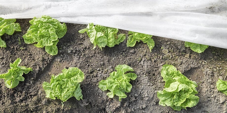    Фото: 123RF.com/maciejbledowski