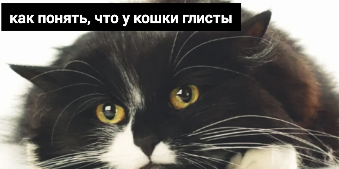 Как распознать глист у своей кошки. Как обезопасить питомца от этой напасти
