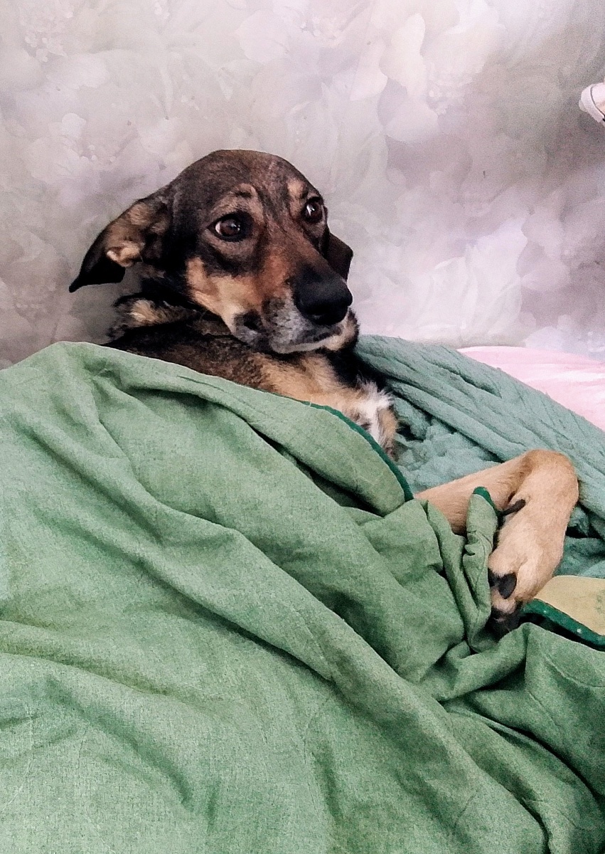 Тварь ли Тося дрожащая или лежать на хозяйской кровати право имеет?