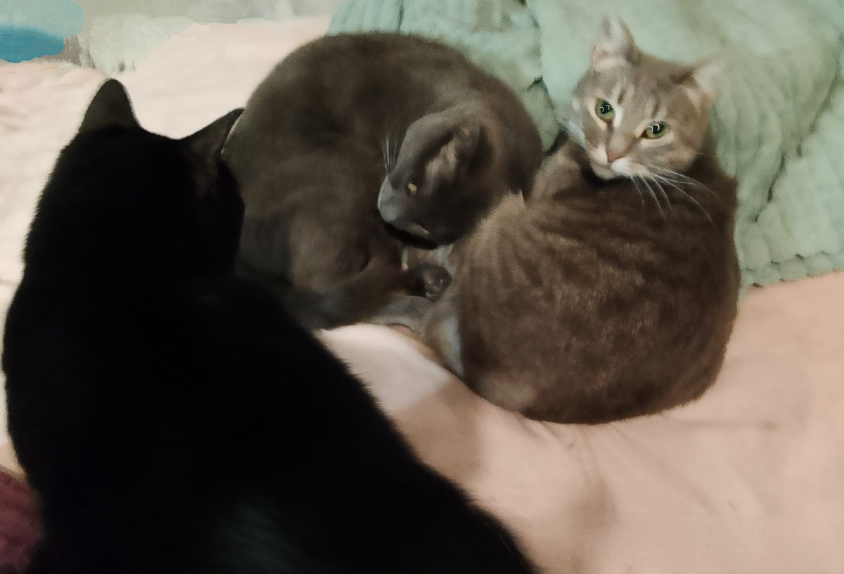 Сколько тут кошек и не нарушают ли они чего?