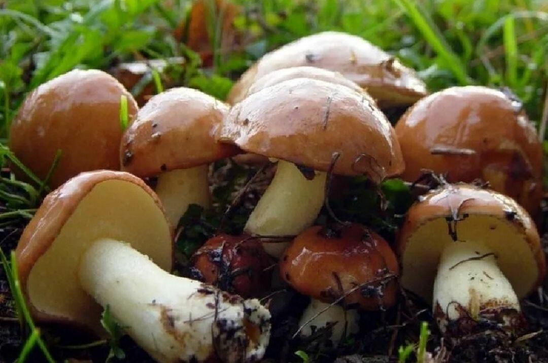 Фотография из интернета