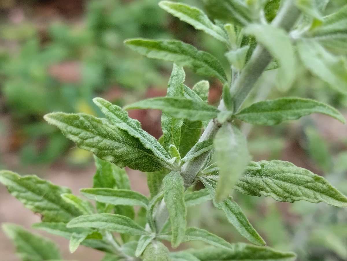 Стебли и листья перовскии - серо-зелёные, в моей любимой цветовой гамме