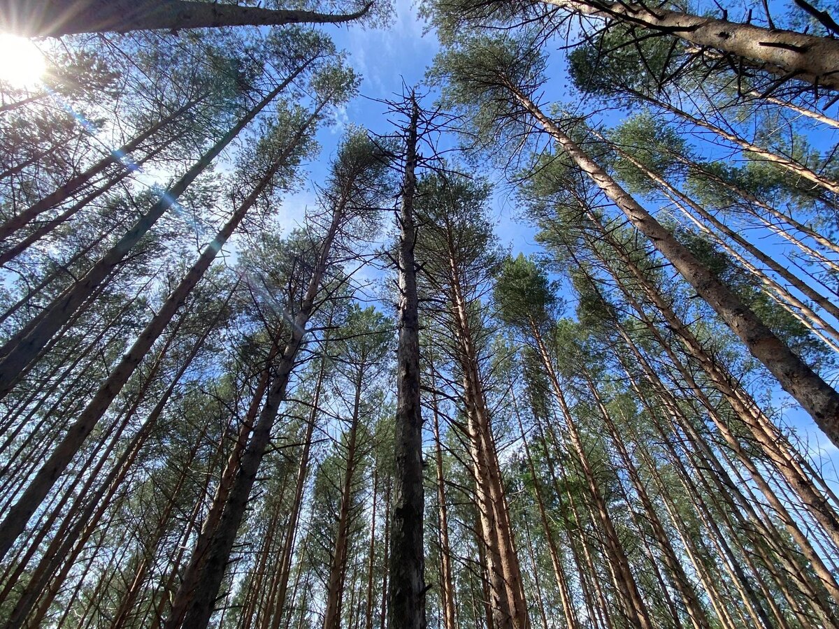 Взрослый лес тоже требует ухода