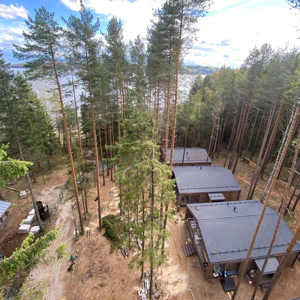 На частном участке деревья конкурируют за свет и воду, а естественный процесс распространения может быть нарушен 