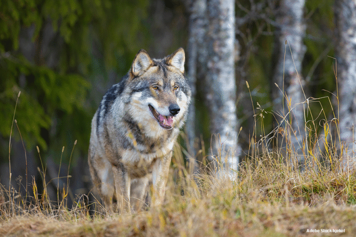 "Придёт серенький волчок..."