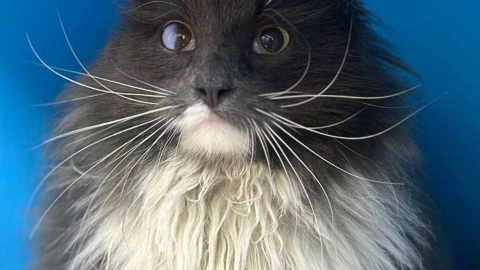 Срочный поиск дома для бывшедомашнего породистого котика!