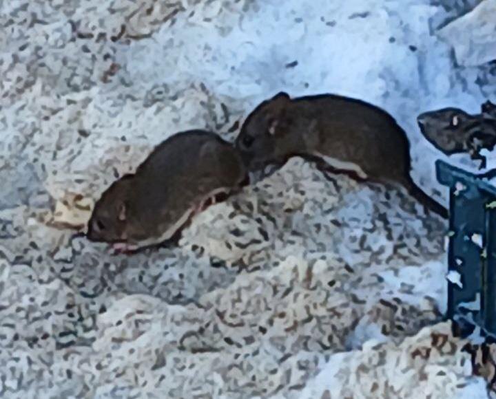    В Оренбурге грызуны обосновались у мусорных контейнеров