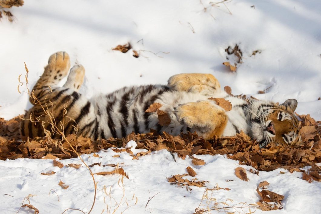 📸 Сихотэ-Алинский заповедник