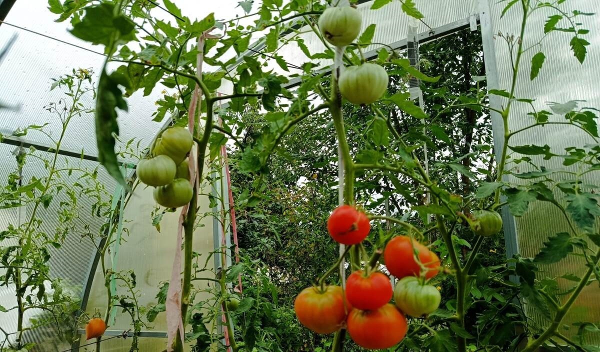 дата фото 7 августа