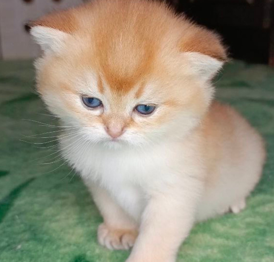 Доступны к резерву три шотландских котёнка, котики