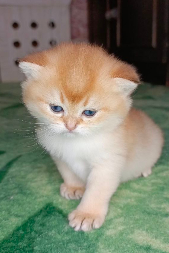 Малыш Самурай