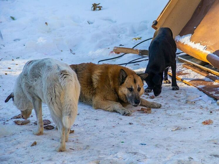 Фото: Дмитрий Куткин («Вечерний Челябинск»)