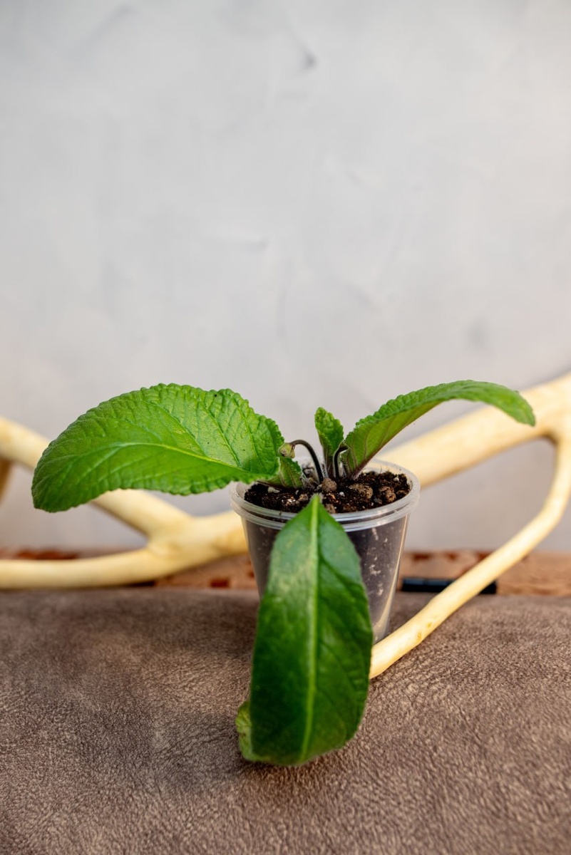 На стадии цветения