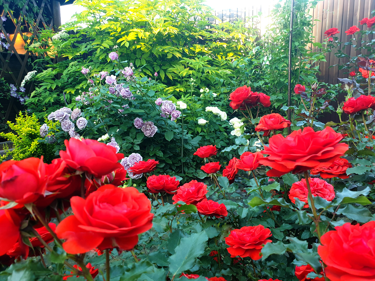 Розы в моём саду.