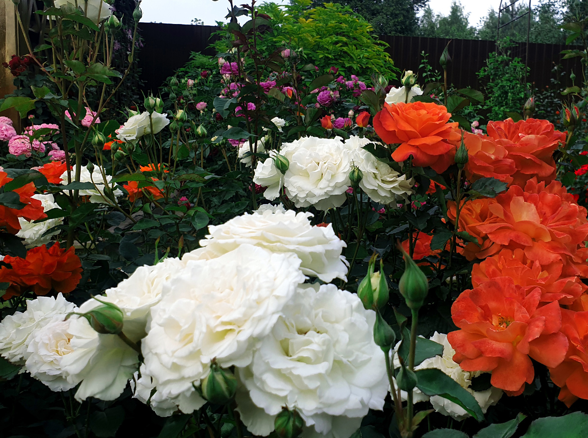 На переднем плане Паустиния и Супер Трупер в моём саду. 
