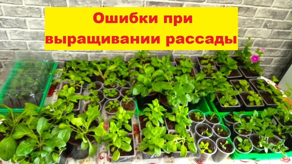 Распространённые ошибки при выращивании рассады