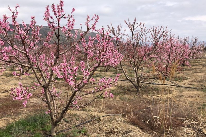 Омела (повесть) 66 глава