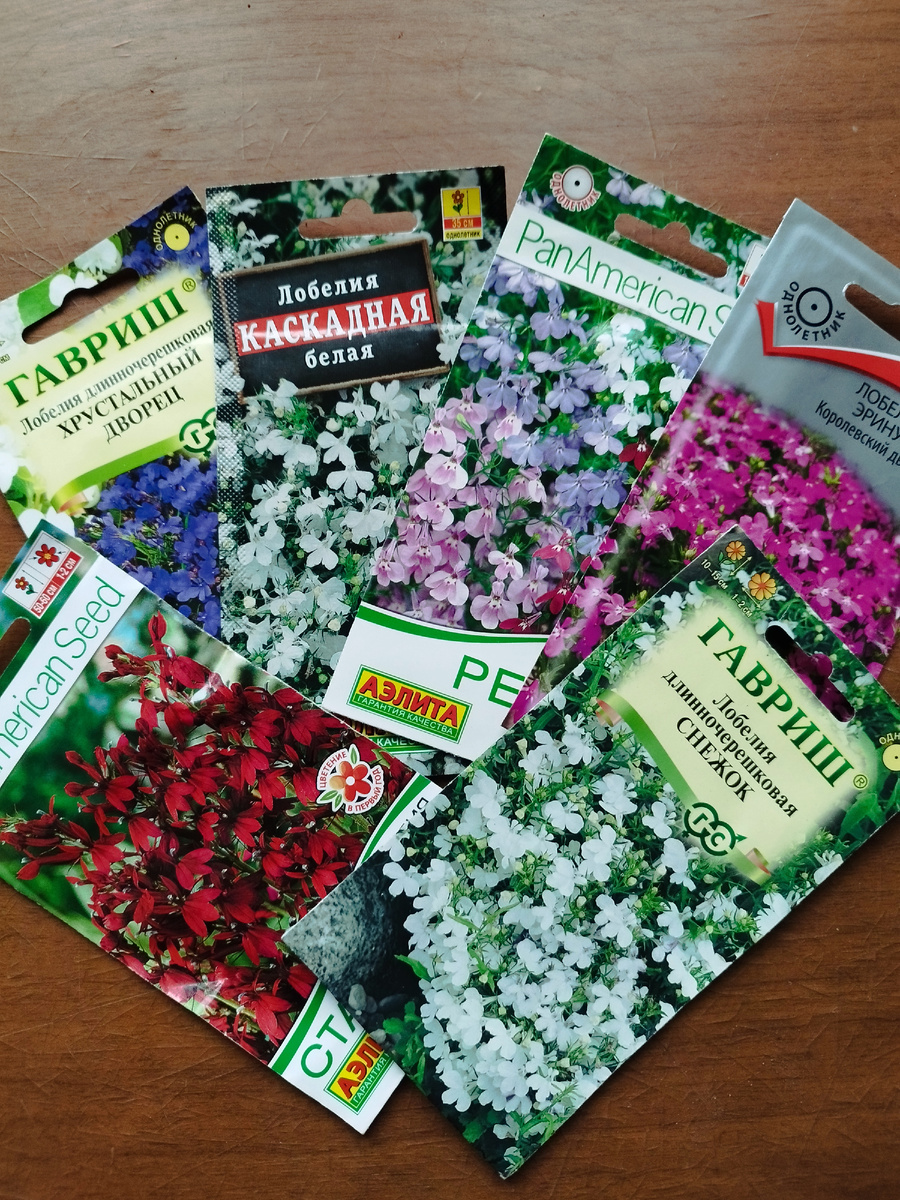 Милые цветы. Мне они почему-то напоминают девочек-подростков. 