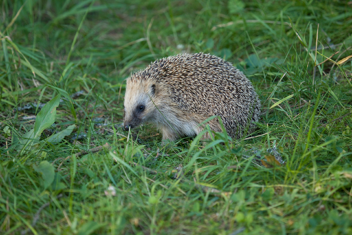Автор фото Анатолий Смирнов