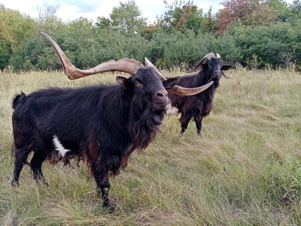 Ну разве козел Андрей не красавчик?