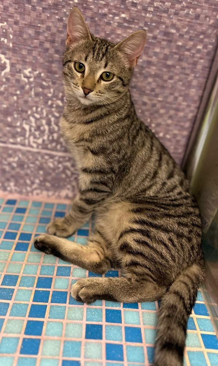 Симба нежный, ласковый, милый малыш)💖