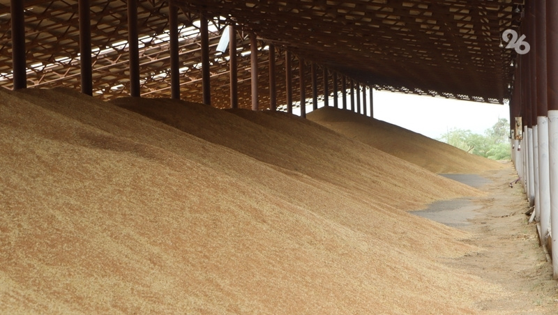    Сбор зерна Фото: ИА «Победа26»