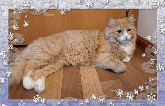 🐈Кот Рыжик, спасённый с улицы, ищет дом🏡