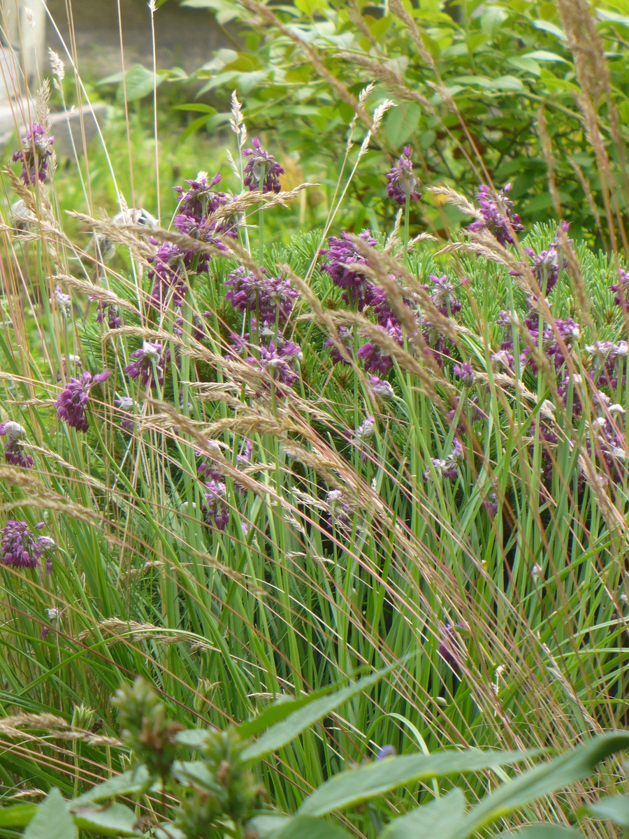 3. Неизвестная овсяница