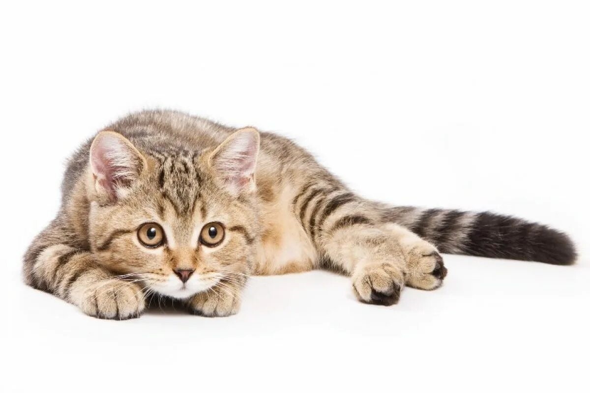 Фото с сайта: https://koban.com.pl/katalog/glowne-krany-maszynisty/?k=kob279c687035-pif-enfermedad-felina