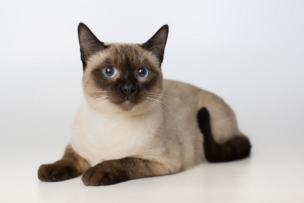 Фото с сайта: https://koshka.top/14872-tajskij-siam-70-foto.html