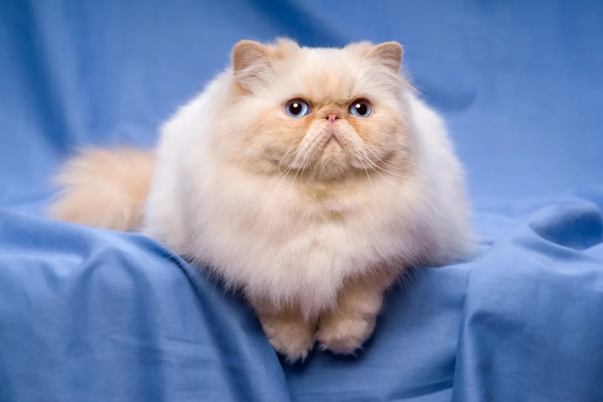 Фото с сайта: https://www.yahoo.com/lifestyle/fluffy-persian-cat-pink-flamingo-130000180.html