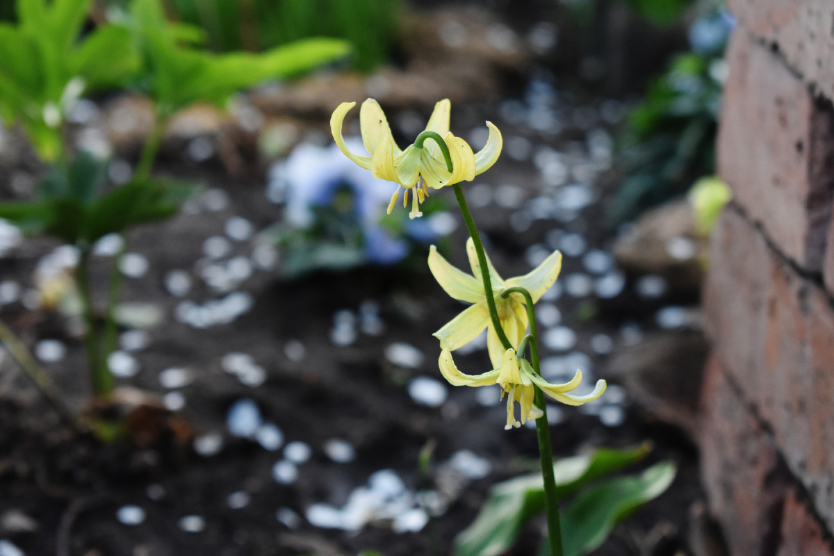 кандык туолумнийский "Пагода"
