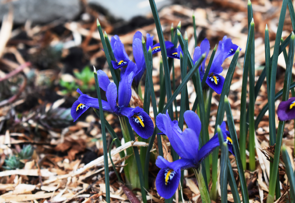 ирис сетчатый