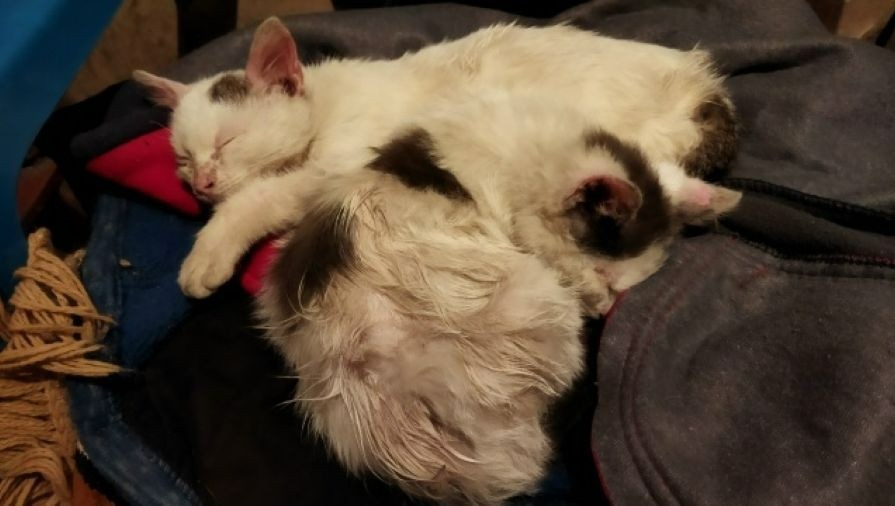 В Тверской области выхаживают котят, выброшенных на лед