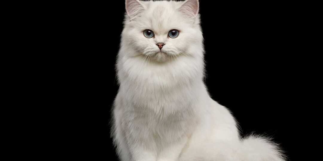 Можно ли сделать кошку более ласковой?