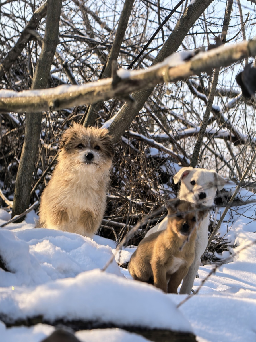 Собаки даже не представляют, какая им выпала удача быть замеченными! Фото из архива автора