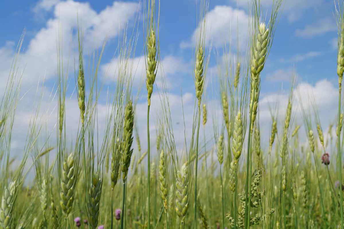 Полба на полях фермы "Чёрный хлеб"